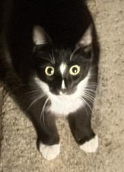 Found/Stray Unknown Cat last seen Via de la Valle 92075, Solana Beach, CA 92075
