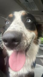 Reunited Female Dog last seen Storage unit by 6161 north blue angels parkway, Pensacola, FL 32526