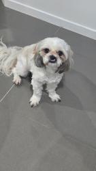 Reunited Female Dog last seen Alfredrose Crescent, Collingwood Park, QLD 4301
