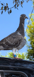 Found/Stray Unknown Bird last seen On top of my truck outside of my hse lol, Pasadena, CA 91103