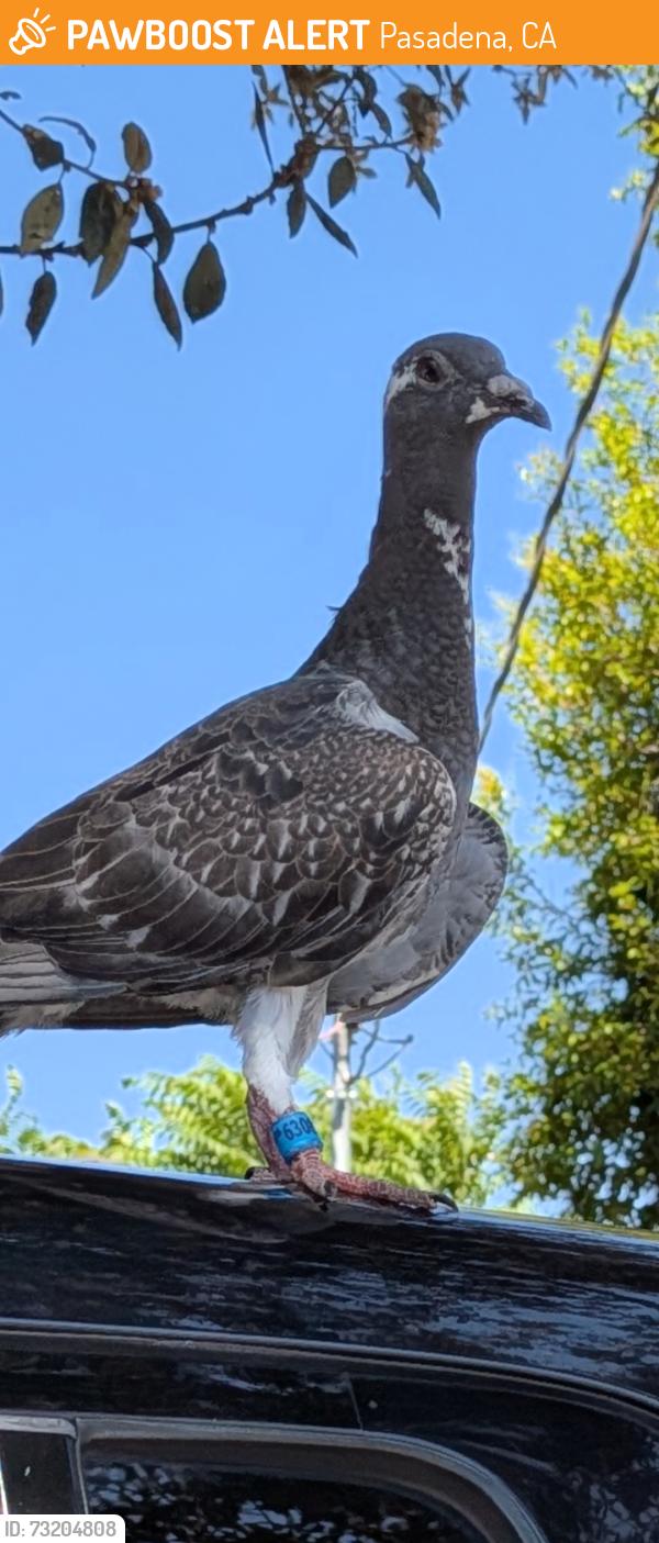 Found/Stray Unknown Bird last seen On top of my truck outside of my hse lol, Pasadena, CA 91103