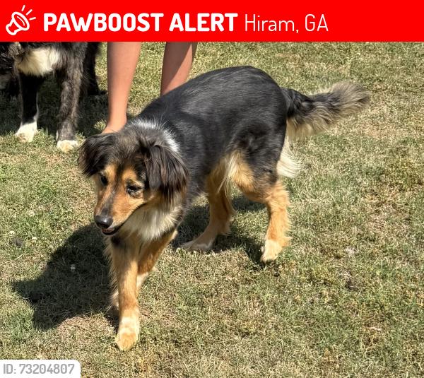 Lost Female Dog last seen Hiram Sudie and Hiram Way, Hiram, GA 30141