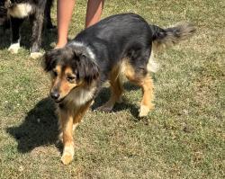 Lost Female Dog last seen Hiram Sudie and Hiram Way, Hiram, GA 30141