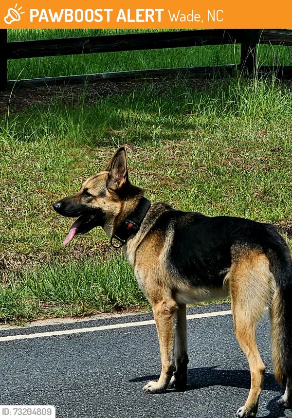 Found/Stray Male Dog last seen Near Beard Rd, Wade, NC 28395, Wade, NC 28395