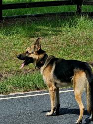 Found/Stray Male Dog last seen Near Beard Rd, Wade, NC 28395, Wade, NC 28395
