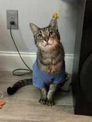 Reunited Male Cat last seen Ivanhoe and Alachua, Palm Bay, FL 32907