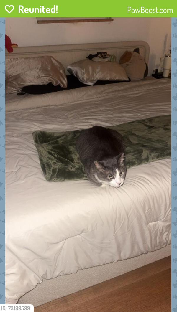 Reunited Male Cat last seen West Street & Caroline St, Fenton, MI 48430