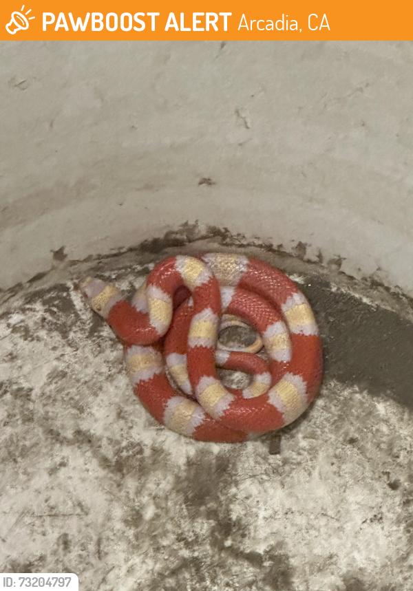 Found/Stray Unknown Reptile last seen Baldwin Ave and Longden Ave, Arcadia, CA 91007