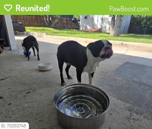 Reunited Female Dog last seen Hillcrest and City View, San Antonio, TX 78228