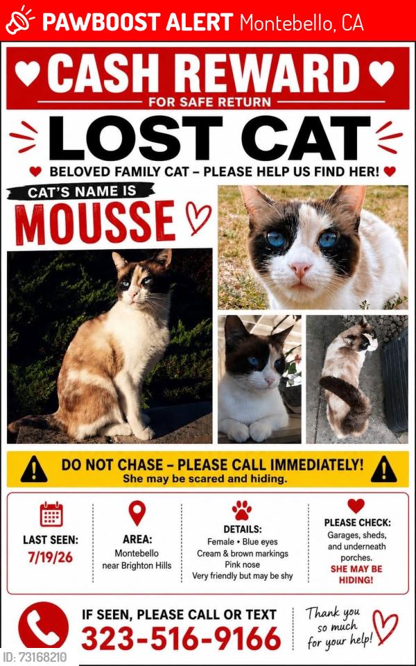 Lost Female Cat last seen 16th and Marconi, Montebello, CA 90640