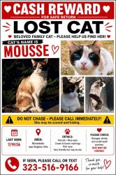 Lost Female Cat last seen 16th and Marconi, Montebello, CA 90640