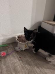 Found/Stray Female Cat last seen Crimson ln, Manteca, CA 95336