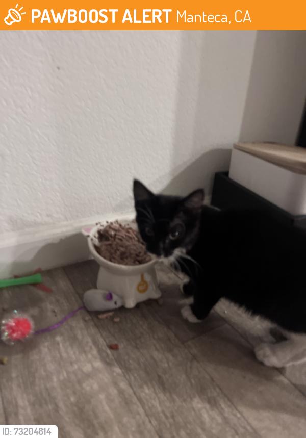 Found/Stray Female Cat last seen Crimson ln, Manteca, CA 95336