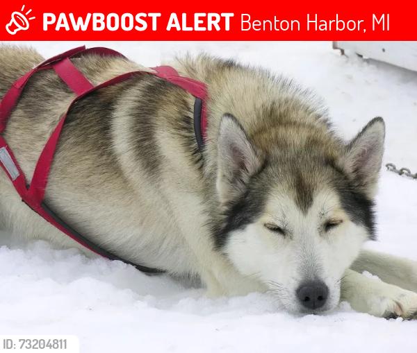 Lost Female Dog last seen Near east napier, Benton Harbor, MI 49022