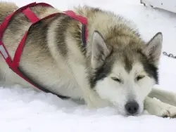 Lost Female Dog last seen Near east napier, Benton Harbor, MI 49022
