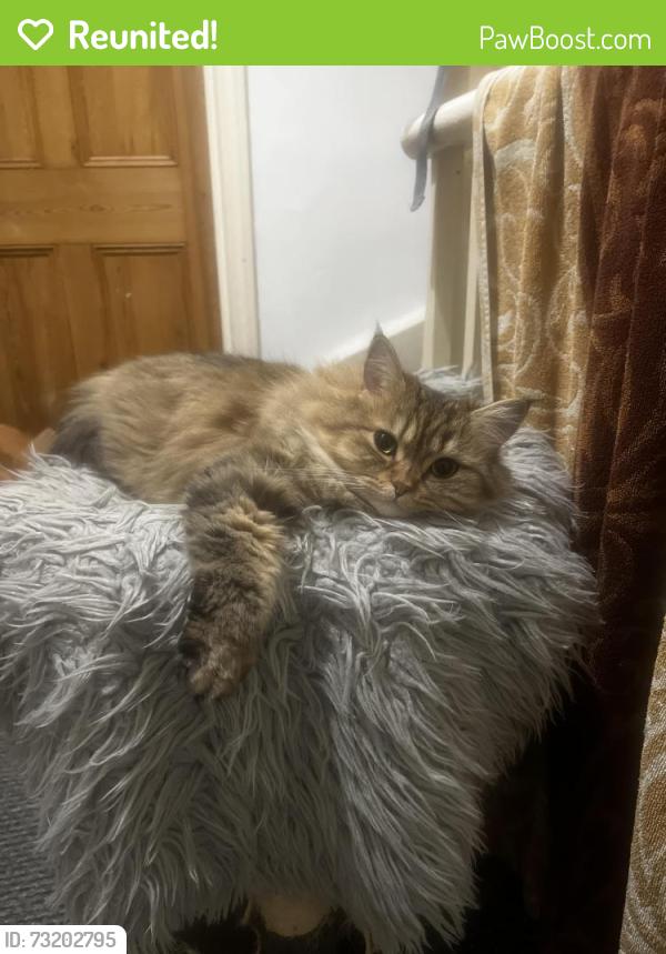 Reunited Female Cat last seen Tooting Broadway, Greater London, England SW17 0EN