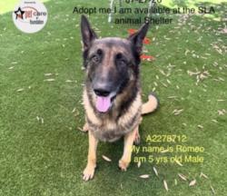 Shelter Stray Male Dog last seen , 1850 W 60th St, Los Angeles, CA 90047, USA