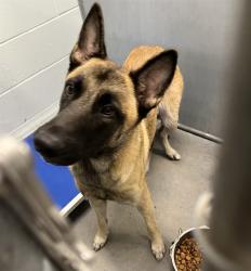 Shelter Stray Female Dog last seen SUNSET LN FRUITLAND PARK, 12280 County Rd 448, Tavares, FL 32778, USA