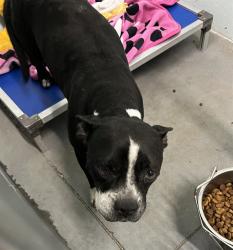 Shelter Stray Female Dog last seen CR 450A & SR 19 UMATILLA, 12280 County Rd 448, Tavares, FL 32778, USA