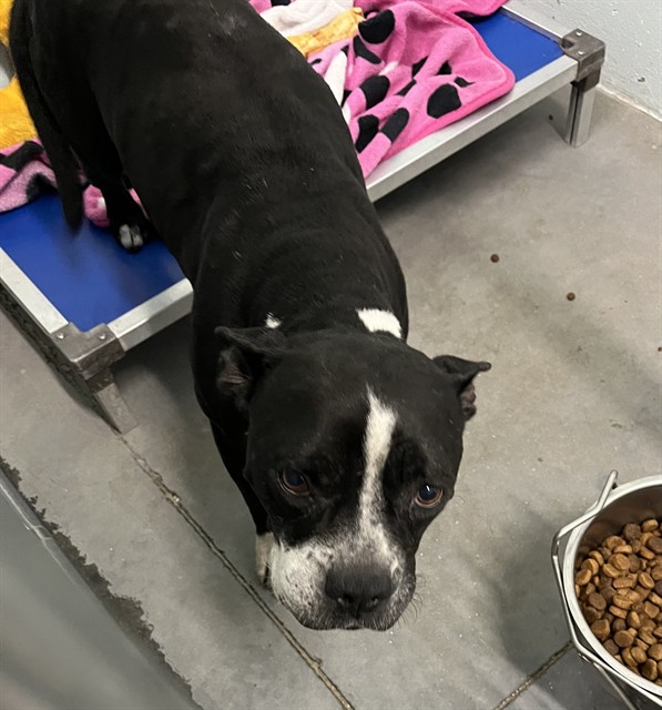 Shelter Stray Female Dog last seen CR 450A & SR 19 UMATILLA, 12280 County Rd 448, Tavares, FL 32778, USA