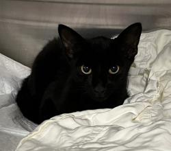 Shelter Stray Unknown Cat last seen CARDINAL WINDS MASCOTTE, 12280 County Rd 448, Tavares, FL 32778, USA