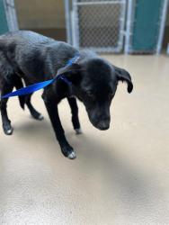 Shelter Stray Female Dog last seen HARD ROCK RD & MAIN ST, 130 Beyer Way, Chula Vista, CA 91911, USA