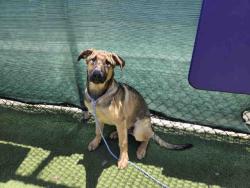 Shelter Stray Male Dog last seen DEER SPRINGS X THE 15, 2481 Palomar Airport Rd, Carlsbad, CA 92011, USA