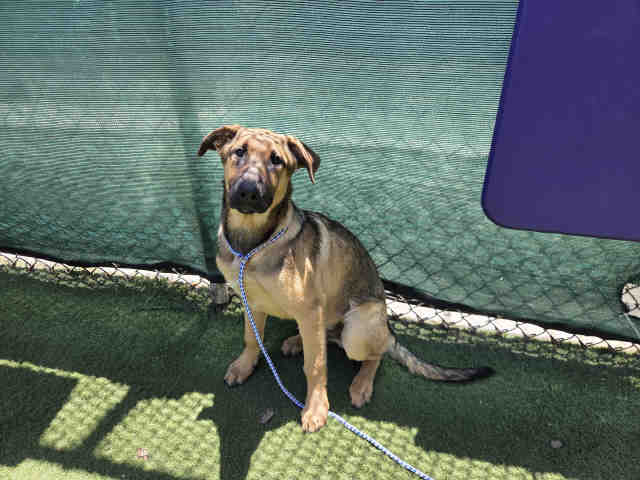 Shelter Stray Male Dog last seen DEER SPRINGS X THE 15, 2481 Palomar Airport Rd, Carlsbad, CA 92011, USA