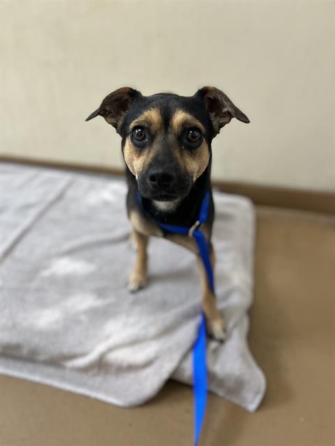 Shelter Stray Male Dog last seen 4TH AVE AND ORANGE AVE, 130 Beyer Way, Chula Vista, CA 91911, USA