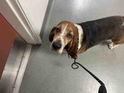 Shelter Stray Female Dog last seen WASHINGTON AVE, 2481 Palomar Airport Rd, Carlsbad, CA 92011, USA