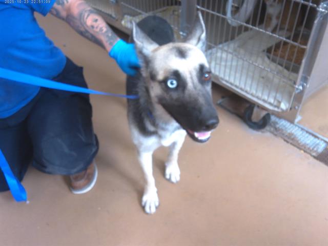 Shelter Stray Female Dog last seen OTAY LAKES RD AND EASTLAKE PKWY, 130 Beyer Way, Chula Vista, CA 91911, USA