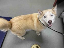 Shelter Stray Female Dog last seen WASHINGTON AVE, 2481 Palomar Airport Rd, Carlsbad, CA 92011, USA