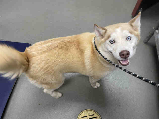Shelter Stray Female Dog last seen WASHINGTON AVE, 2481 Palomar Airport Rd, Carlsbad, CA 92011, USA