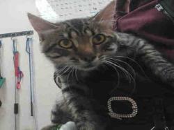 Shelter Stray Male Cat last seen RAINBOW VALLEY BLVD- CLOSE TO 2ND ST, 2481 Palomar Airport Rd, Carlsbad, CA 92011, USA