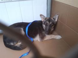 Shelter Stray Female Dog last seen OTAY LAKES RD AND EASTLAKE PKWY, 130 Beyer Way, Chula Vista, CA 91911, USA