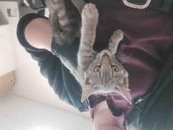 Shelter Stray Female Cat last seen RAINBOW VALLEY BLVD- CLOSE TO 2ND ST, 2481 Palomar Airport Rd, Carlsbad, CA 92011, USA