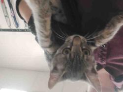 Shelter Stray Female Cat last seen RAINBOW VALLEY BLVD- CLOSE TO 2ND ST, 2481 Palomar Airport Rd, Carlsbad, CA 92011, USA