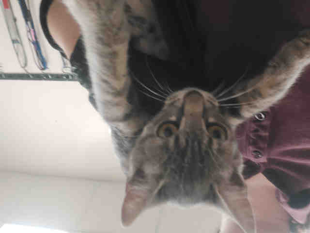 Shelter Stray Female Cat last seen RAINBOW VALLEY BLVD- CLOSE TO 2ND ST, 2481 Palomar Airport Rd, Carlsbad, CA 92011, USA