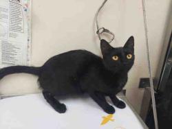 Shelter Stray Female Cat last seen RAINBOW VALLEY BLVD- CLOSE TO 2ND ST, 2481 Palomar Airport Rd, Carlsbad, CA 92011, USA