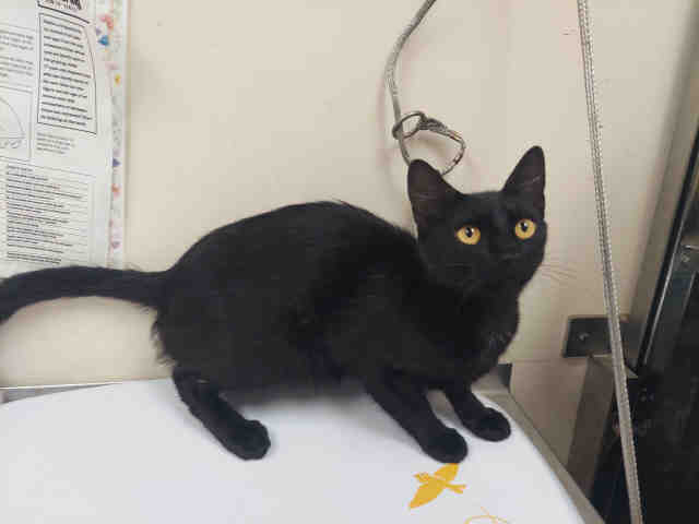 Shelter Stray Female Cat last seen RAINBOW VALLEY BLVD- CLOSE TO 2ND ST, 2481 Palomar Airport Rd, Carlsbad, CA 92011, USA
