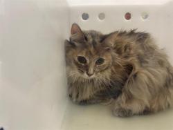 Shelter Stray Unknown Cat last seen Near BLOCK N 76TH ST, 3839 W Burnham St, West Milwaukee, WI 53215, USA