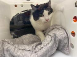 Shelter Stray Female Cat last seen Near BLOCK N 7TH ST, 3839 W Burnham St, West Milwaukee, WI 53215, USA