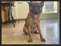Shelter Stray Female Dog last seen , 957 N Gaffey St, San Pedro, CA 90731, USA