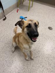 Shelter Stray Female Dog last seen Near BLOCK STEELE ST, 12155 Park Blvd, Brighton, CO 80601, USA