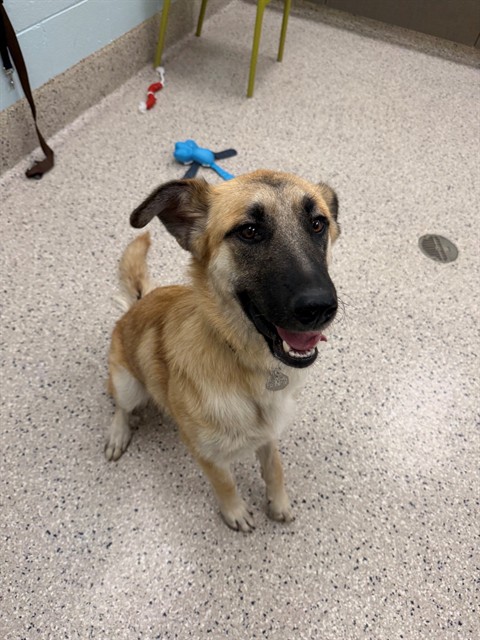Shelter Stray Female Dog last seen Near BLOCK STEELE ST, 12155 Park Blvd, Brighton, CO 80601, USA