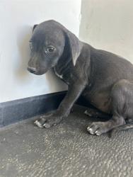 Shelter Stray Female Dog last seen Near BLK FELIZ DR, BAKERSFIELD, CA, 201 S Mt Vernon Ave, Bakersfield, CA 93307, USA