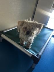 Shelter Stray Male Dog last seen HUGHES/MING, BAKERSFIELD, CA, 201 S Mt Vernon Ave, Bakersfield, CA 93307, USA
