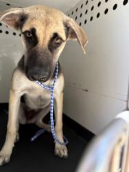 Shelter Stray Female Dog last seen Near BLK SPOLETO AVE, BAKERSFIELD, CA, 201 S Mt Vernon Ave, Bakersfield, CA 93307, USA