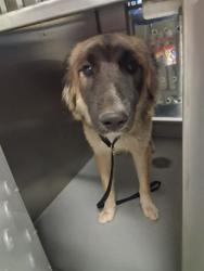 Shelter Stray Male Dog last seen 23RD/C STREET, BAKERSFIELD, 201 S Mt Vernon Ave, Bakersfield, CA 93307, USA