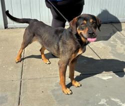 Shelter Stray Male Dog last seen Near BLOCK S. HURSTBOURNE, 3528 Newburg Rd, Louisville, KY 40218, USA